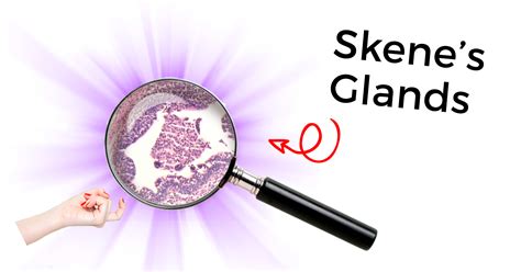 glande skene femme|Skene’s Gland: Function, Location, Secretion & Conditions